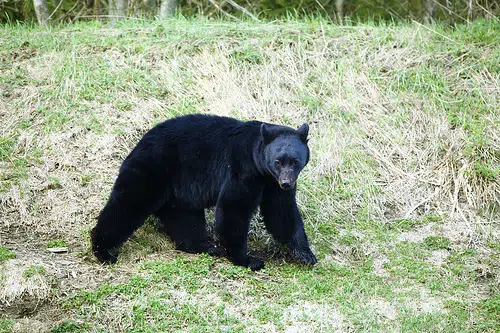 As bear hunting season opens, Shawano County lies in the middle