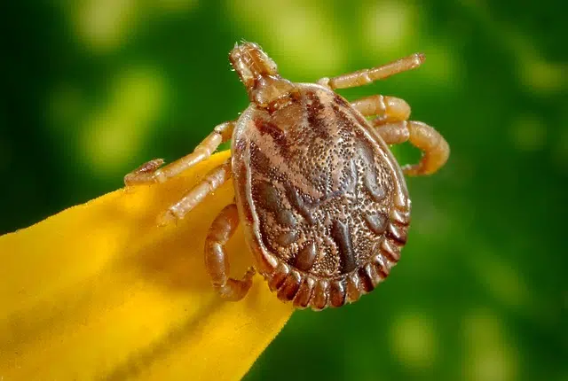 Brown County Health Officials Warn Residents about Ticks