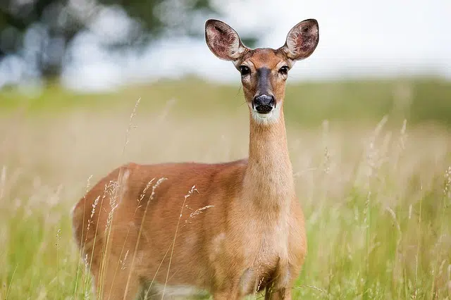 Wisconsin DOT Warns About Deer Activity 