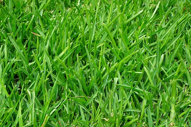 Get your Lawn Ready for Summer 
