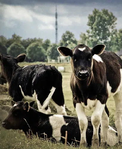 DATCP: Waunakee Dairy Herd Quarantined For Bovine Tuberculosis
