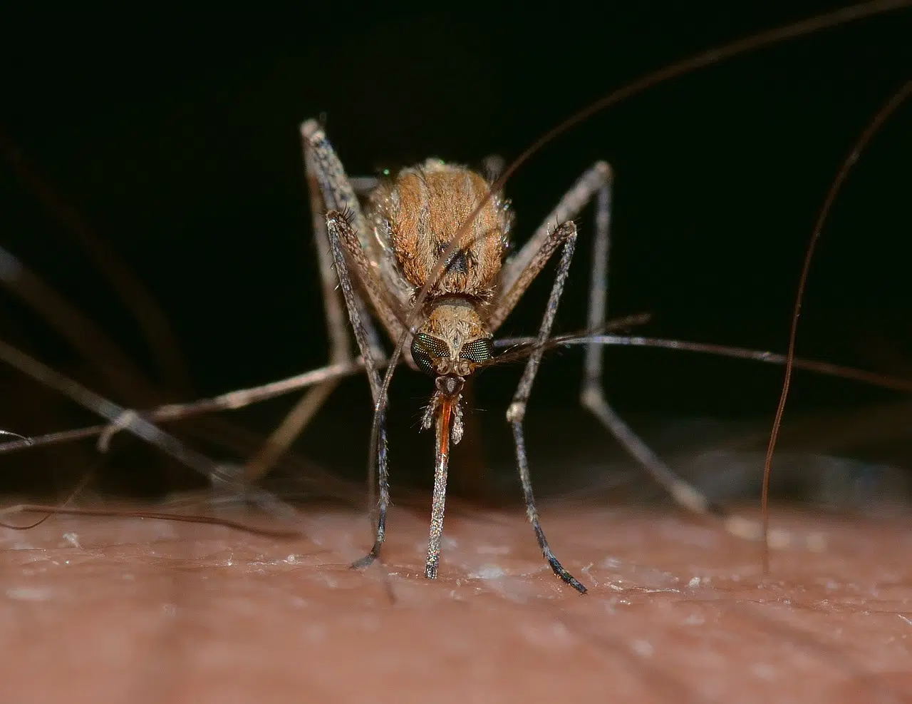 Aftermath Of Wisconsin Flooding:  Mosquitoes By The Million 