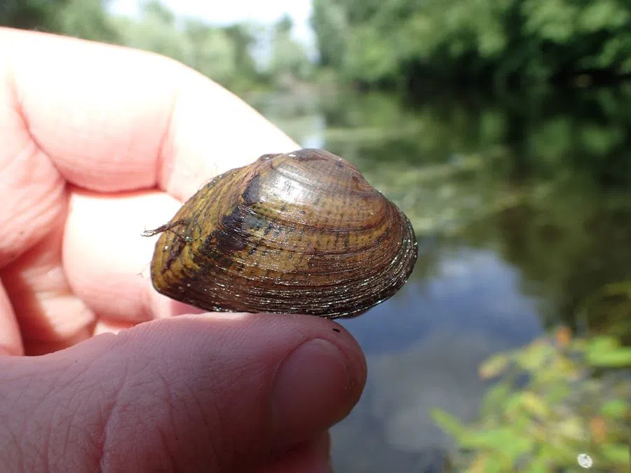 First statewide native mussel survey in 40 years reveals mixed trends