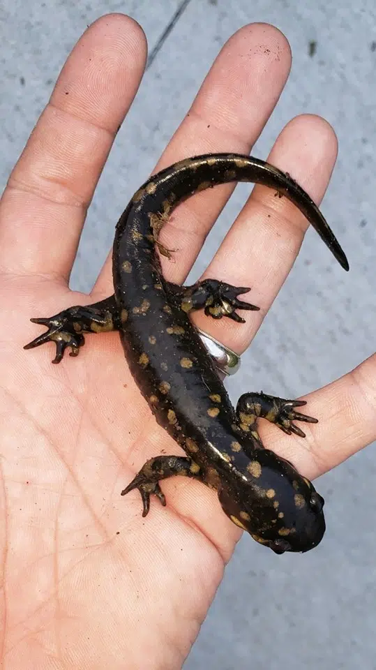 Saving Slimy Salamanders Season