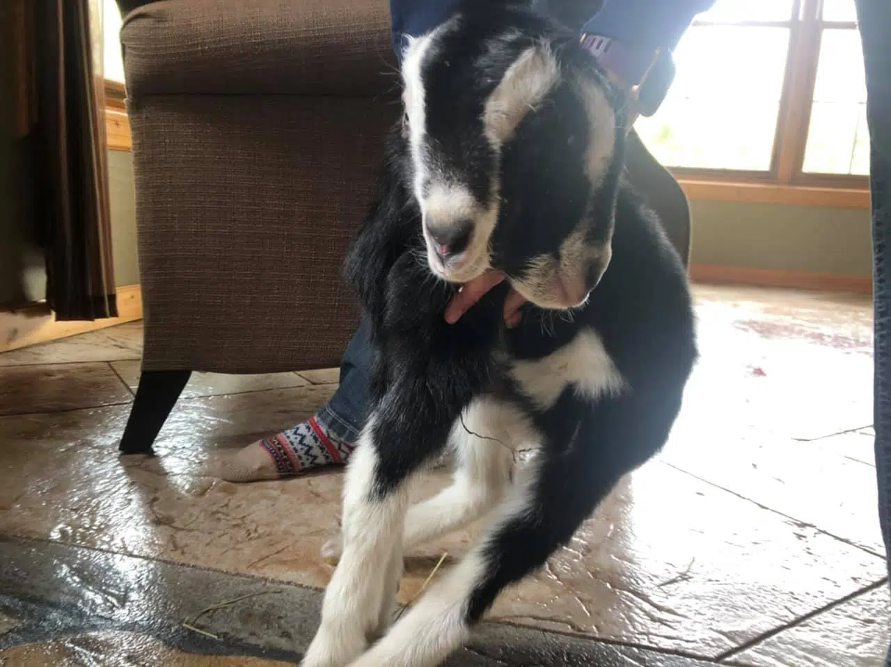 A Goat With Two Heads Catches The Eyes Of Many