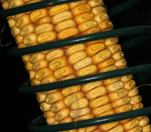 Bonduel Lions Call Corn Roast Off
