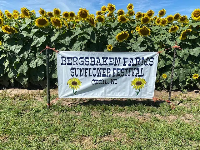 Sunflowers In Full Bloom For Annual Festival