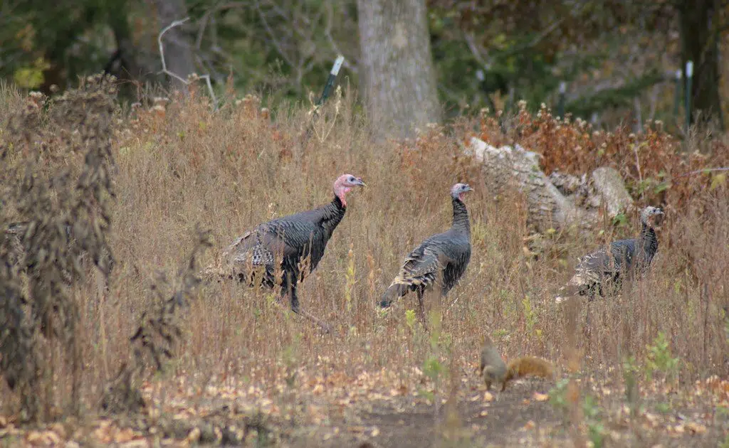 DNR Announces Results Of Successful Spring Turkey Season TCHDailyNews