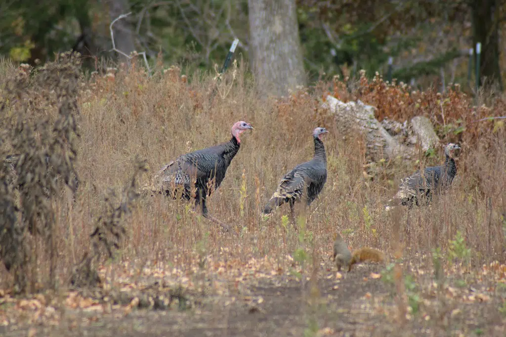 DNR Announces Results Of Successful Spring Turkey Season