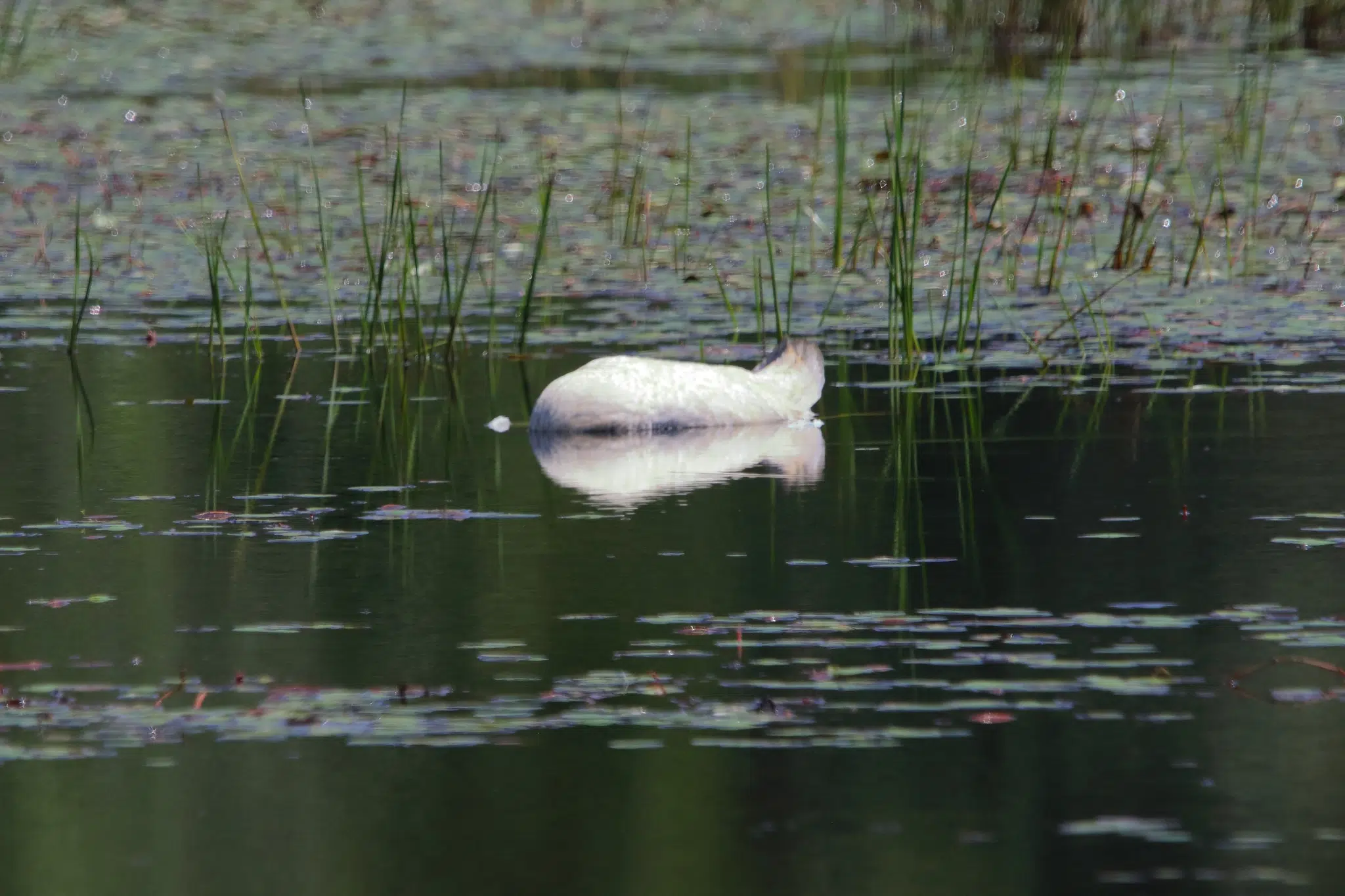Mystery Surrounds Apparent Shooting of Rare Trumpeter Swans and Great Blue Heron in Navarino Wildlife Area