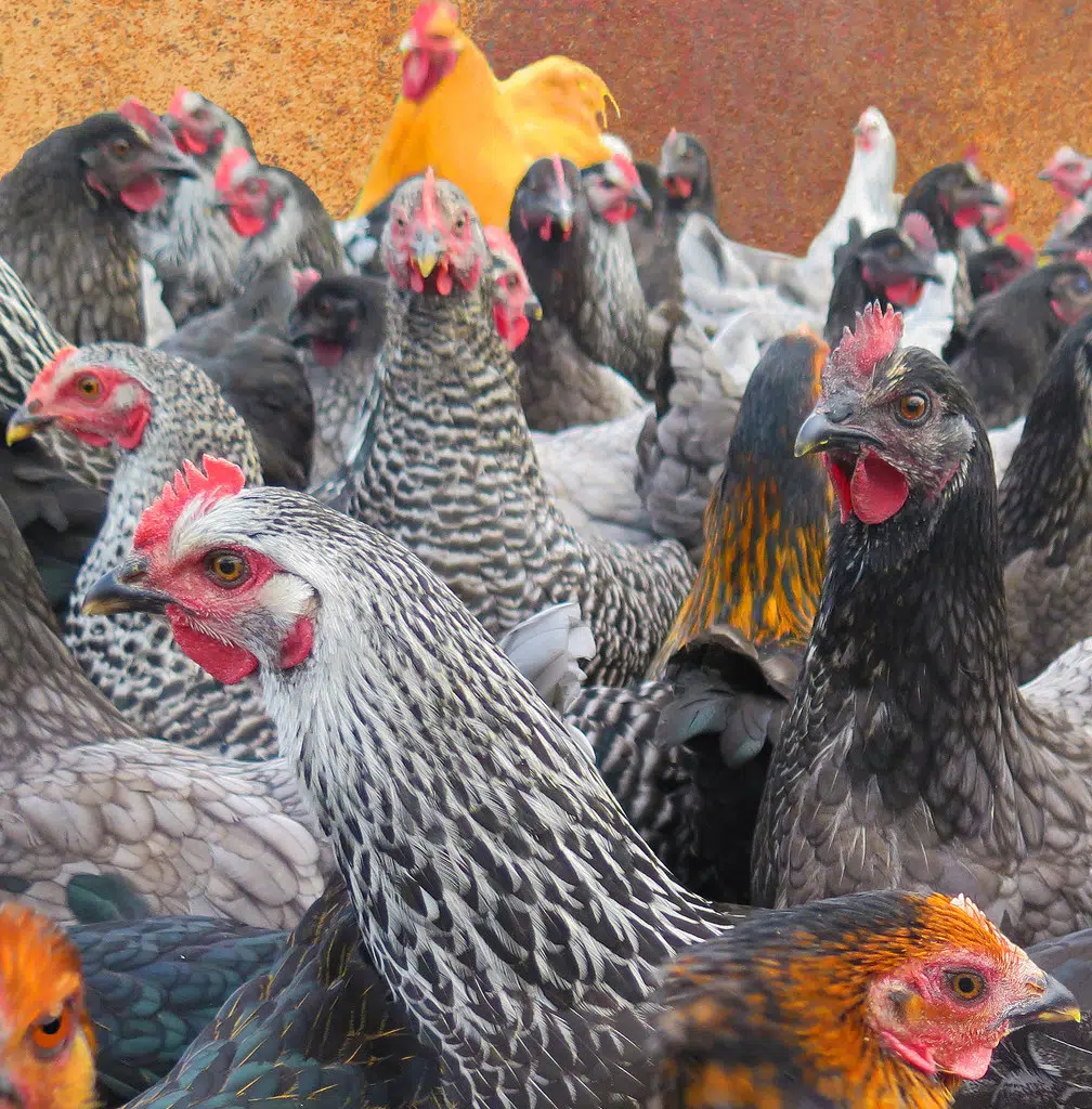 New Ordinance Allows New London Residents to Keep Chickens