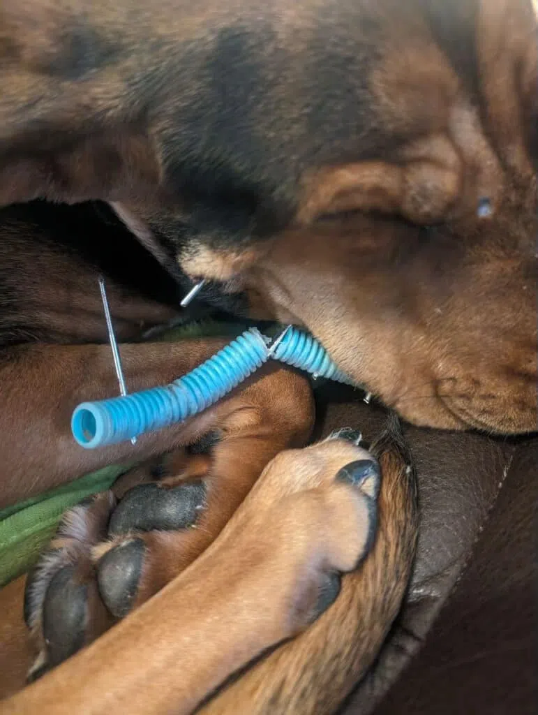 Atley the Resilient: Dog Shot in Shawano County Undergoes Successful Surgery