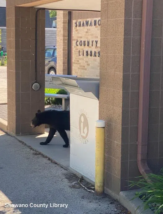 Bear Found In Shawano