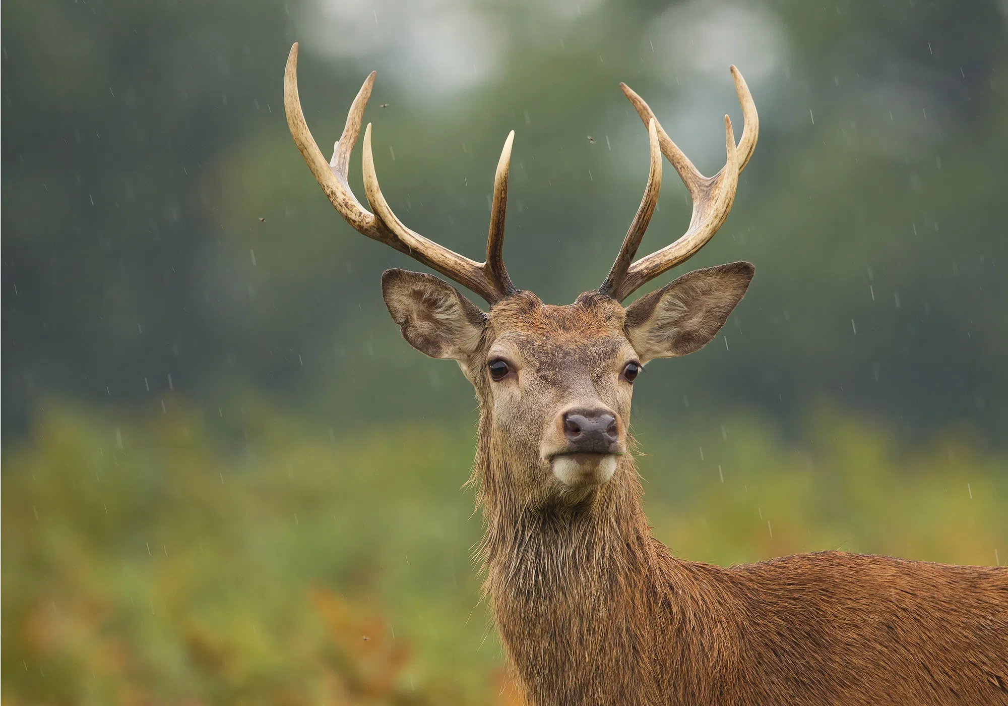 First Case of Chronic Wasting Disease Confirmed on Menominee Reservation