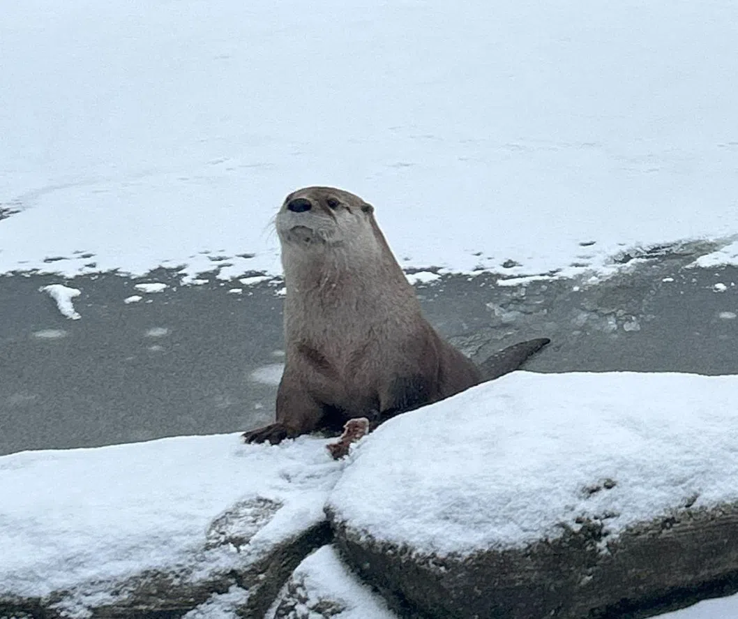 NEW Zoo Confirms Beloved Otter Louie is Thriving in the Wild