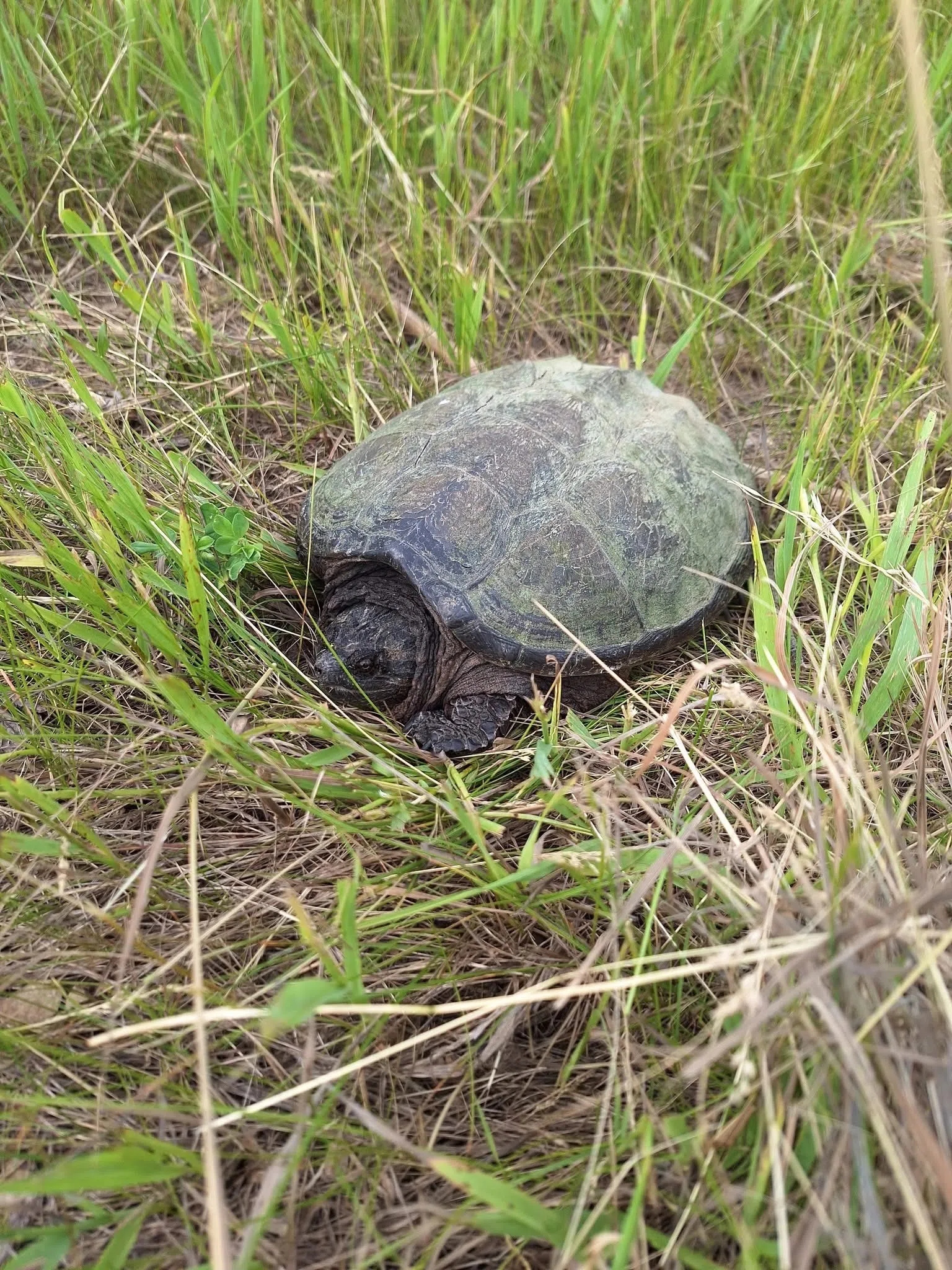 DNR Urges Drivers to Watch for Nesting Turtles on Wisconsin Roads
