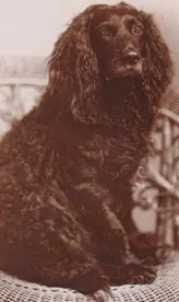 New London Museum Celebrates Wisconsin's State Dog