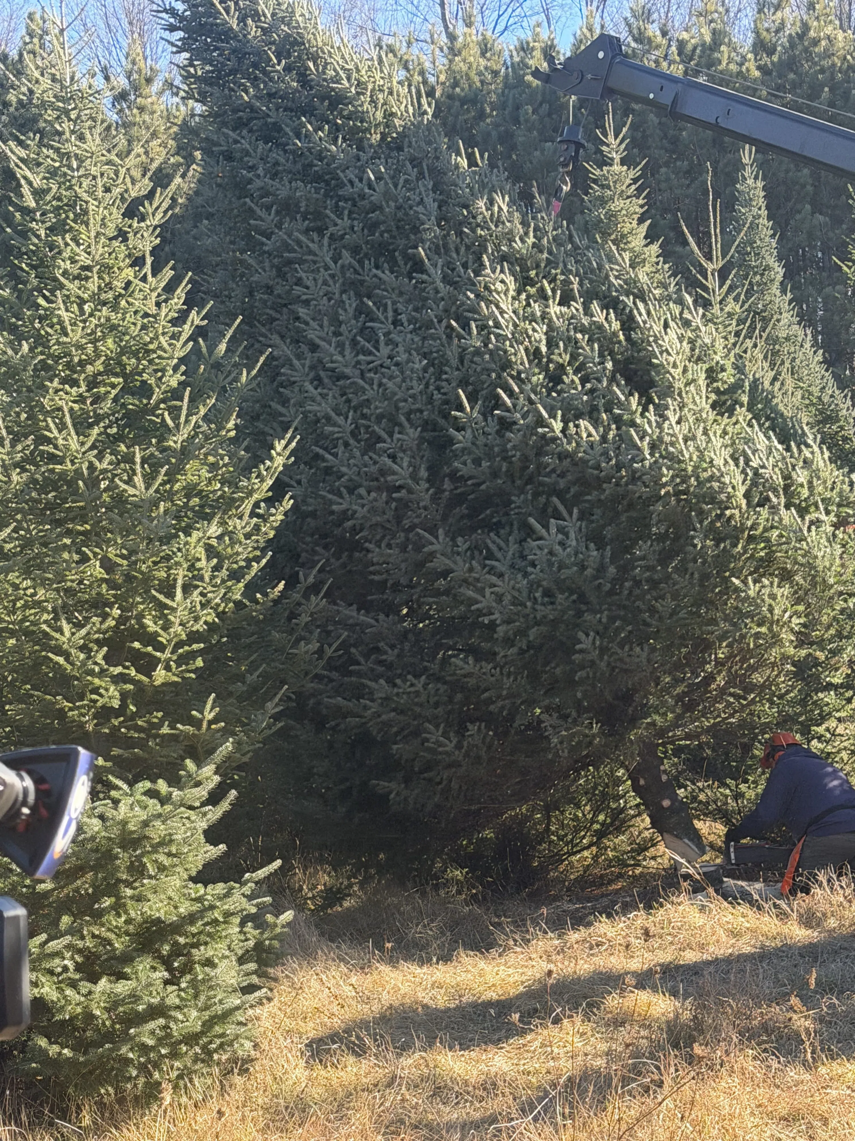 Balsam Fir from Gillett Resident Selected as Wisconsin State Capitol Christmas Tree