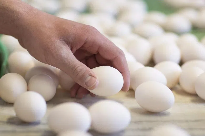 Eggs sold in Sask. recalled for possible salmonella contamination