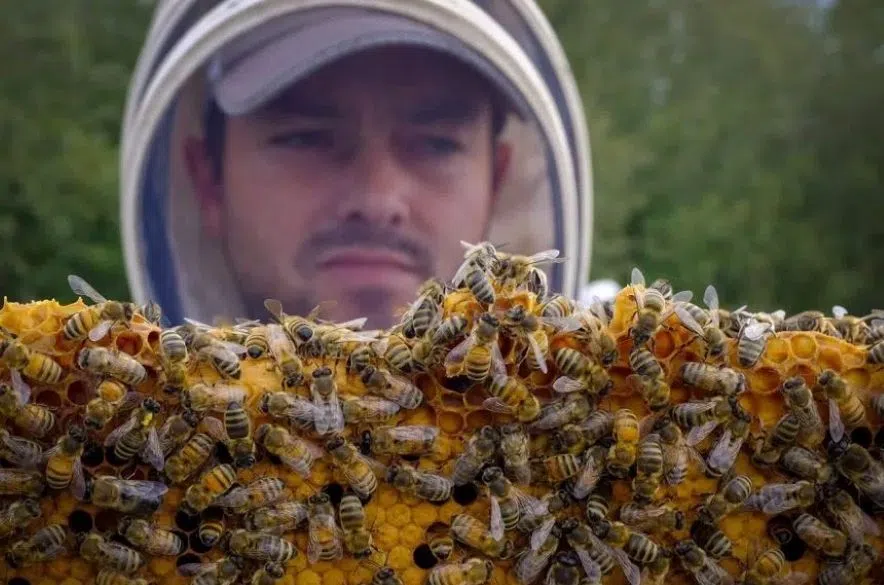 Commercial beekeepers in Sask. get assistance from feds, province