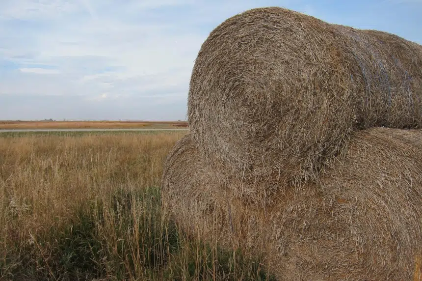 'Almost too late' for rain for crops in dry southern Sask. 
