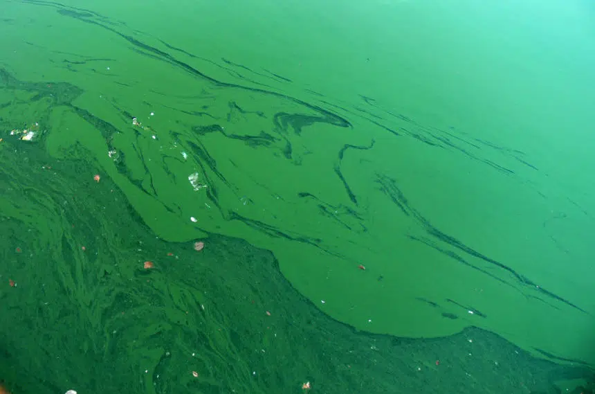 Hot weather could lead to creation of algae blooms