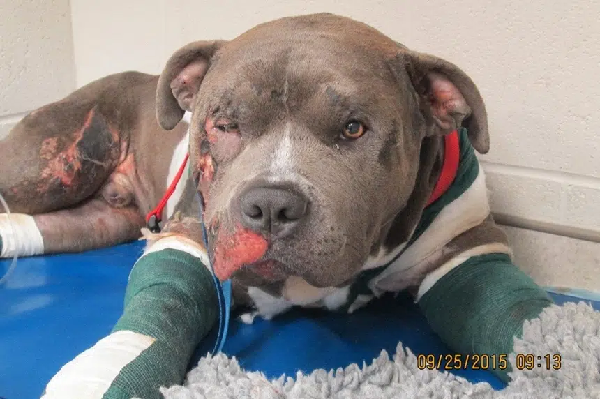 Heroic Henry's recovery: Pit bull going for walks and hand feeding