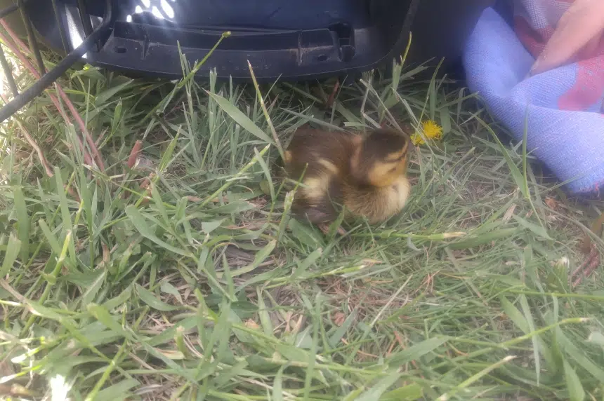 Ducklings saved from storm drain in morning rescue