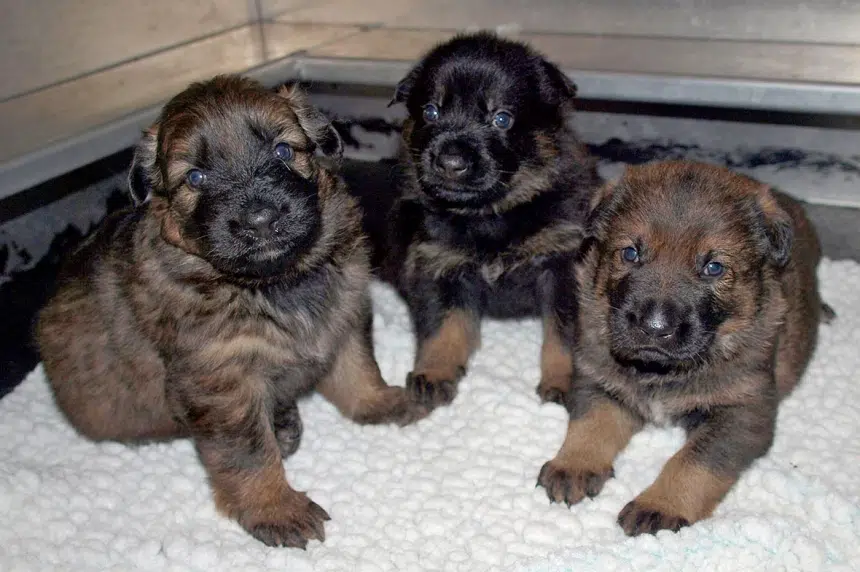 RCMP looking for kids' help naming 13 police puppies