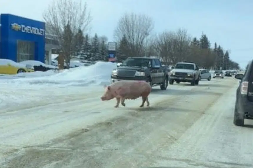 Traffic squeals to a halt for escaped pig in Man. town