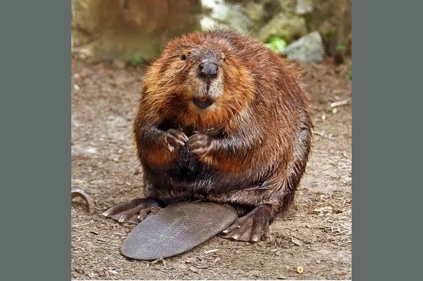 1st Sask. beaver derby nabs 600 rodents