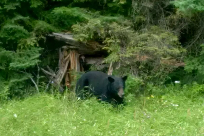 Spotted: bear roams in Douglas Provincial Park