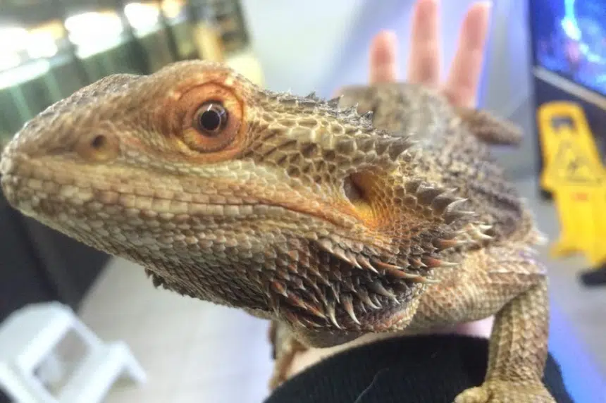 Regina pet shop looking for new homes for bearded dragons