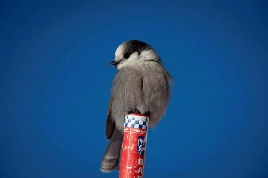 Hardy, tough, friendly: push to make grey jay Canada’s national bird