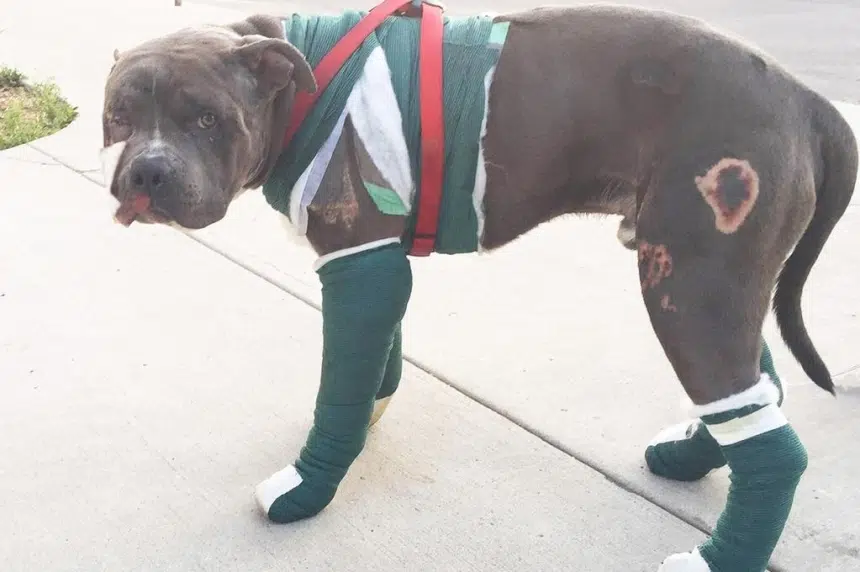 Seriously-injured pit bull back with owners