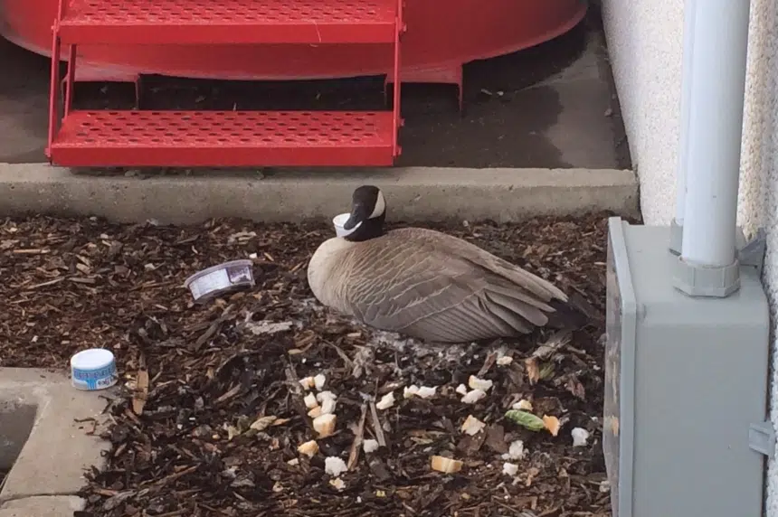 Canada geese return to nest in Regina Costco parking lot