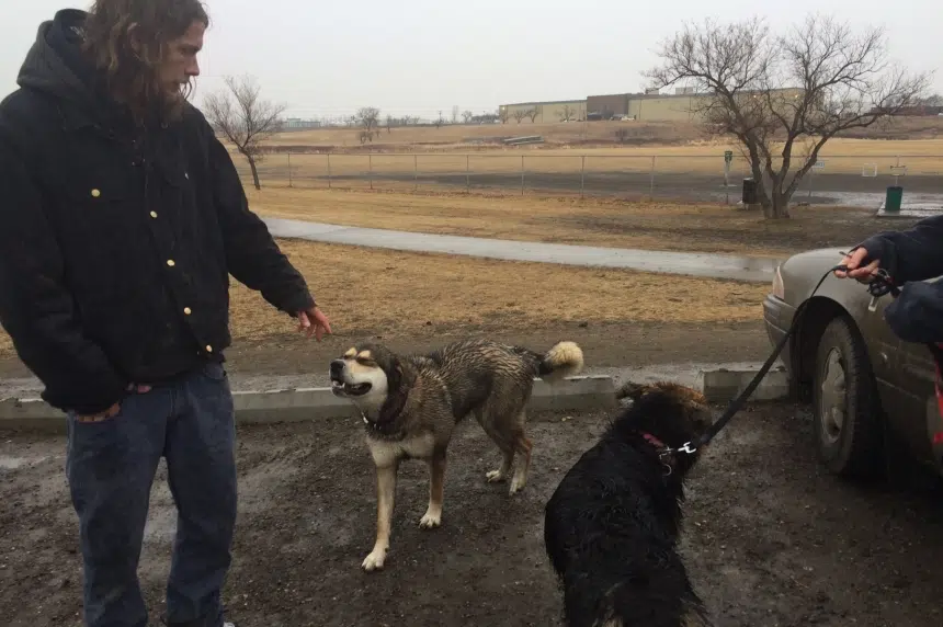 Report calls for more dog parks in Regina
