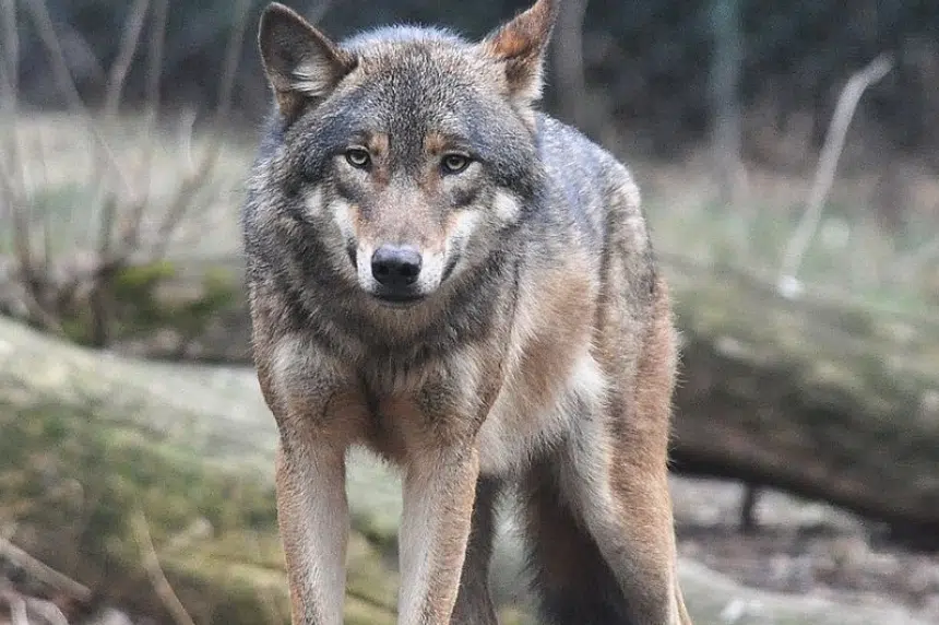 UPDATE: Contractor mauled by wolf at Cigar Lake mine