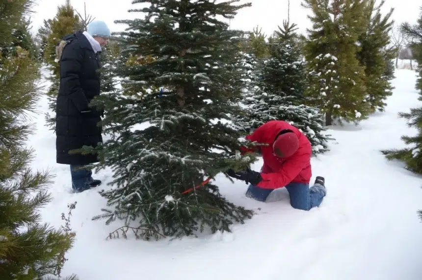 Christmas cleanup starts in Saskatoon with tree recycling