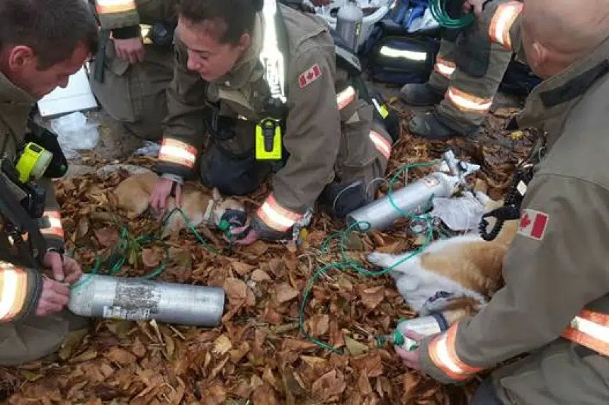 Saskatoon fire crews rescue four dogs from blaze