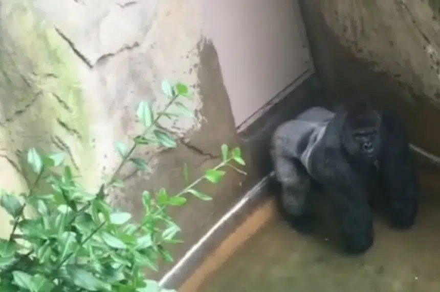 'Mommy loves you': Boy rescued after gorilla is shot at zoo