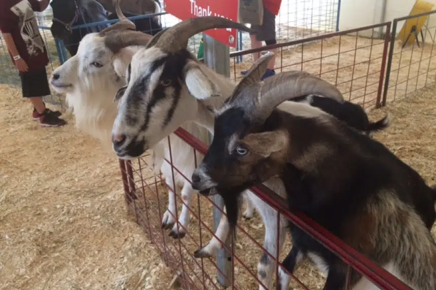 Sask. couple still gets smiles from petting zoo