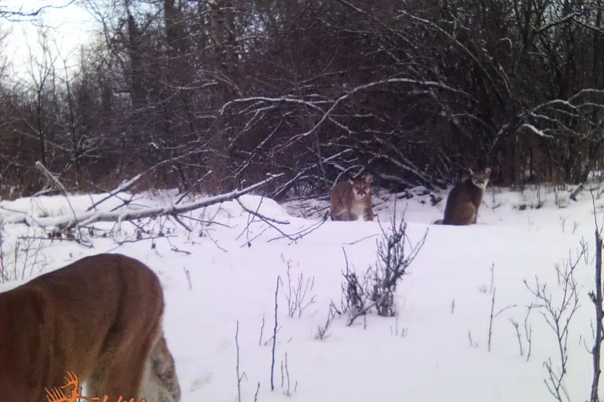 Saskatchewan continues monitoring cougar conflicts