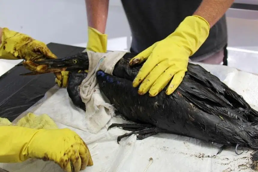 Animal death toll rises in wake of oil spill