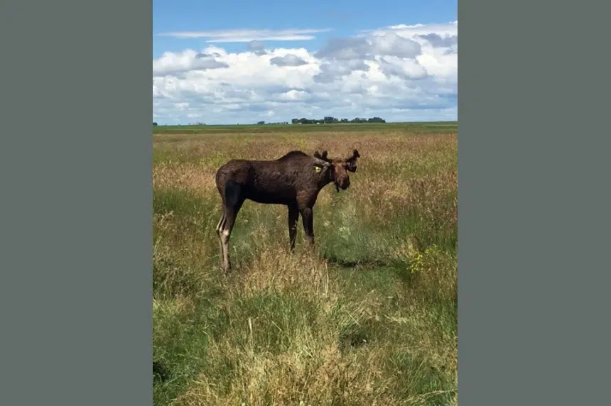 Moose resting outside Regina after vacation at Wascana Lake