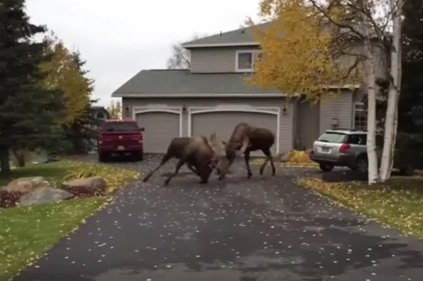 Moose brawl in Alaska street