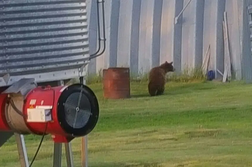 Bear visits family farm outside Craven