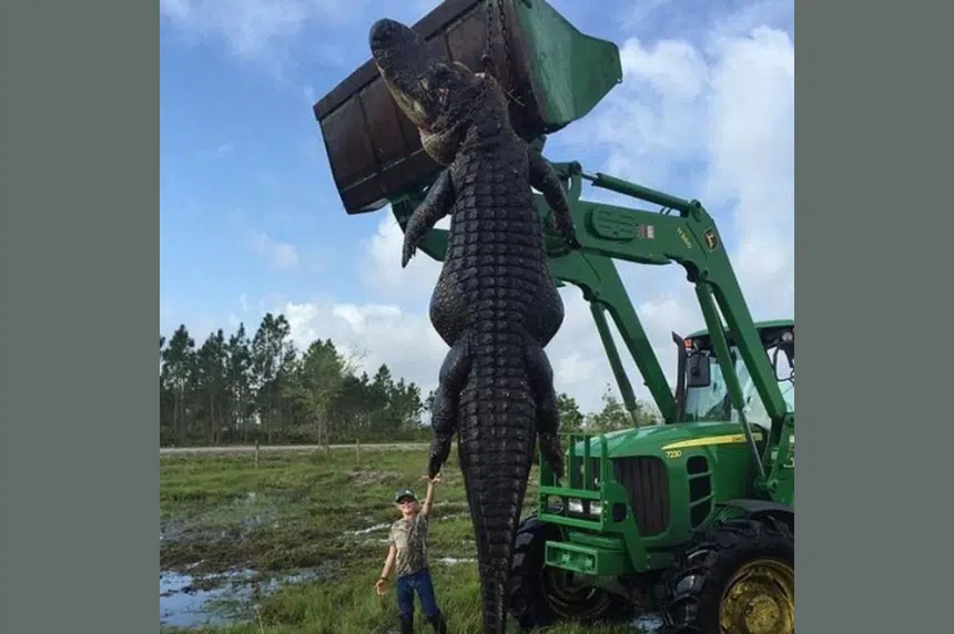 Florida farm captures 15-foot 'baby Godzilla' alligator