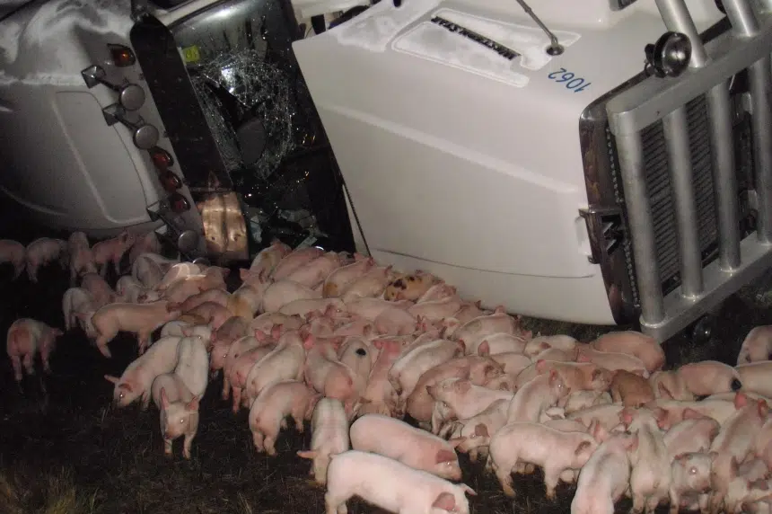 RCMP round up piglets on Trans-Canada Highway after semi rolls