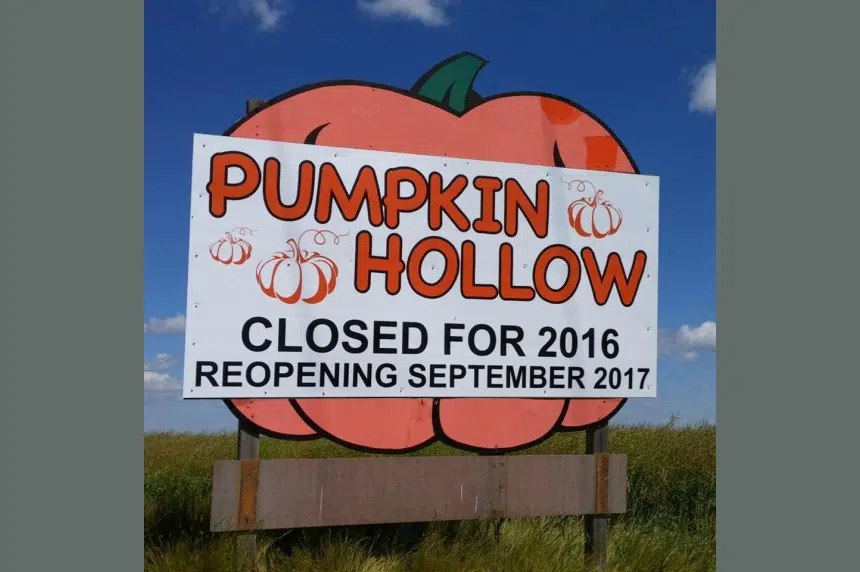 Pumpkin Hollow near Lumsden not opening in 2016